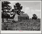 Negro church near Manning, South Carolina