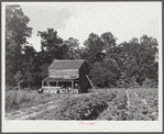 Pauline Clyburn, rehabilitation client, and some of her children at their tobacco barn. Manning, Clarendon County, South Carolina