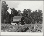 Pauline Clyburn, rehabilitation client, and some of her children at their tobacco barn. Manning, Clarendon County, South Carolina