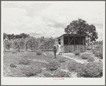 Wife and daughter of Frederick Oliver, FSA (Farm Security Administration) tenant purchase client, bringing in eggs from chicken house. Summerton, South Carolina