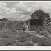 Wife and daughter of Frederick Oliver, FSA (Farm Security Administration) tenant purchase client, bringing in eggs from chicken house. Summerton, South Carolina
