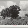 Children of Frederick Oliver, tenant purchase client, picking squares in cotton field. Summerton, South Carolina