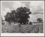 Children of Frederick Oliver, tenant purchase client, picking squares in cotton field. Summerton, South Carolina