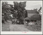 Stringing tobacco to go into curing house. Manning, South Carolina