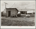 Migratory packinghouse workers living quarters. Belle Glade, Florida
