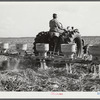 Fertilizer for large fields of sugarcane distributed by tractor-driven fertilizer machine. USSC (United States Sugar Corporation). Clewiston, Florida