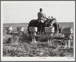 Fertilizer for large fields of sugarcane distributed by tractor-driven fertilizer machine. USSC (United States Sugar Corporation). Clewiston, Florida
