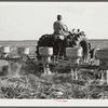 Fertilizer for large fields of sugarcane distributed by tractor-driven fertilizer machine. USSC (United States Sugar Corporation). Clewiston, Florida
