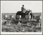 Fertilizer for large fields of sugarcane distributed by tractor-driven fertilizer machine. USSC (United States Sugar Corporation). Clewiston, Florida
