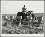 Fertilizer for large fields of sugarcane distributed by tractor-driven fertilizer machine. USSC (United States Sugar Corporation). Clewiston, Florida