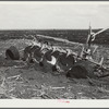 Tractor-driven disc gang plough used on large tracts of land before planting sugarcane. USSC (United States Sugar Corporation). Clewiston, Florida