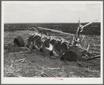 Tractor-driven disc gang plough used on large tracts of land before planting sugarcane. USSC (United States Sugar Corporation). Clewiston, Florida