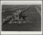 Motor-driven sprayer machine used on large farms to feed beans through leaves and kill white fly. Around Lake Okeechobee, Florida