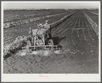 Motor-driven sprayer machine used on large farms to feed beans through leaves and kill white fly. Around Lake Okeechobee, Florida
