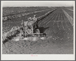 Motor-driven sprayer machine used on large farms to feed beans through leaves and kill white fly. Around Lake Okeechobee, Florida
