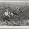 Tractor-driven combination bean planter and fertilizer used on large tracts of farmlands around Lake Okeechobee and Clewiston, Florida