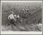 Tractor-driven combination bean planter and fertilizer used on large tracts of farmlands around Lake Okeechobee and Clewiston, Florida