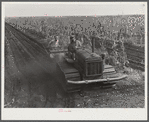 Tractor-driven combination bean planter and fertilizer used on large tracts of farmlands around Lake Okeechobee and Clewiston, Florida