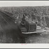 Tractor-driven combination bean planter and fertilizer used on large tracts of farmlands around Lake Okeechobee and Clewiston, Florida
