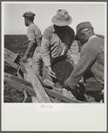 Dumping bucket of beans into combination bean planter and fertilizer machine used on large farming areas around Lake Okeechobee and Clewiston, Florida