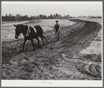 Terracing land. Coffee County, Alabama