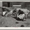 Mrs. Watkins milking cows. They sell from eight to ten pounds of butter each week. Coffee County, Alabama