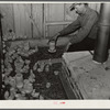 Chick brooder of project family Jones. Coffee County, Alabama