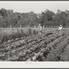 Mr. John Thomas and his daughter Louise working in their home vegetable garden. Flint River Farms, Georgia