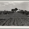 Otis Brock's home and peach orchard, one of his money crops. He grows peaches, peanuts, asparagus, cotton and hogs for sale. Flint River Farms, Georgia