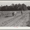 Manuel McLandon and his son bring his milk cow home from the pasture. Every family in Flint River has one or more. Flint River Farms, Georgia
