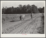 Manuel McLandon and his son bring his milk cow home from the pasture. Every family in Flint River has one or more. Flint River Farms, Georgia