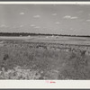 General view of section on Flint River Farms, Georgia