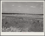 General view of section on Flint River Farms, Georgia