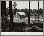 Sharecropper cabin with tin roof. Greene County, Georgia