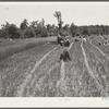 Lonny Smith harvesting his oats with binder belonging to Will Miller, also a project family. A.M. Fields, the farm supervisor, is helping and directing the work. Flint River Farms, Georgia