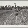 Lonny Smith harvesting his oats with binder belonging to Will Miller, also a project family. A.M. Fields, the farm supervisor, is helping and directing the work. Flint River Farms, Georgia