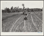 Lonny Smith harvesting his oats with binder belonging to Will Miller, also a project family. A.M. Fields, the farm supervisor, is helping and directing the work. Flint River Farms, Georgia
