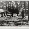 Atlanta mule warehouse sends a camp into rural sections of Georgia for several weeks at a time to sell mules to farmers