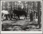 Atlanta mule warehouse sends a camp into rural sections of Georgia for several weeks at a time to sell mules to farmers