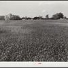 Wheat field on Taylor brothers' farm. One of largest and best in Greene County, Georgia
