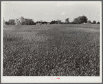 Wheat field on Taylor brothers' farm. One of largest and best in Greene County, Georgia