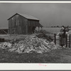 A large and neat woodpile of project family. Coffee County, Alabama