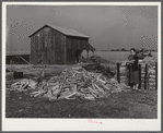 A large and neat woodpile of project family. Coffee County, Alabama
