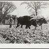 Mr. L.L. Lecompt and his oxen. He plows three oxen, prefers them to other work stock because they use less corn. He owns eighty acres and cultivates thirty-nine. Coffee County, Alabama