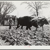 Mr. L.L. Lecompt and his oxen. He plows three oxen, prefers them to other work stock because they use less corn. He owns eighty acres and cultivates thirty-nine. Coffee County, Alabama