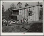 Project family's poultry house. Coffee County, Alabama