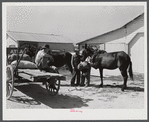 Combination filling station, garage, blacksmith shop, grocery store. Frank Petty, owner of the wagon, has just had his mule shod, his corn ground, purchases some kerosene and is returning home. R.F.D. Danville, Virginia, Pittsylvania County