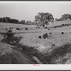 General landscape showing cattle. Halifax County, Virginia