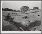 General landscape showing cattle. Halifax County, Virginia