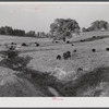 General landscape showing cattle. Halifax County, Virginia